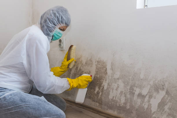 Best Residential Mold Remediation in Painted Post, NY
