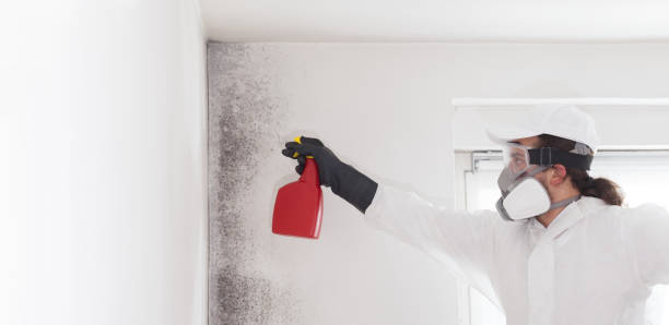 Best Mold Testing and Inspection Services in Painted Post, NY