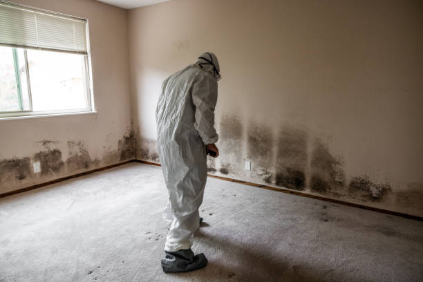 Best HVAC Mold Remediation in Painted Post, NY