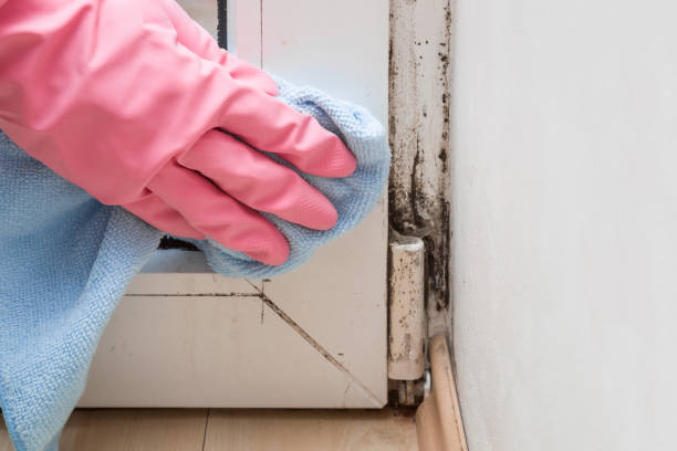 Best Residential Mold Remediation in Painted Post, NY